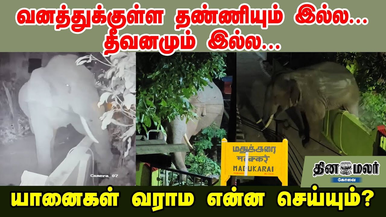 வனத்துக்குள்ள தண்ணியும் இல்ல... தீவனமும் இல்ல... யானைகள் வராம என்ன செய்யும்?