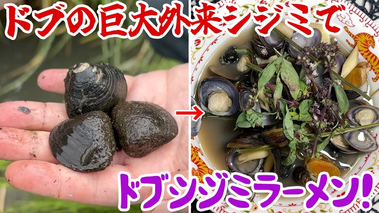 ドブの巨大外来シジミで作るドブシジミラーメン