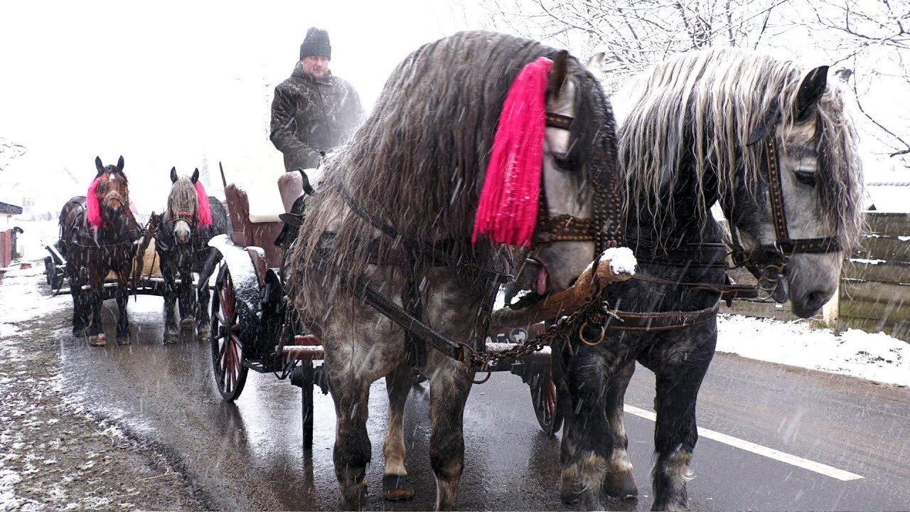 Cai Bucovina 2022 cu Chiraleisa de Boboteaza - Horodnic de Sus