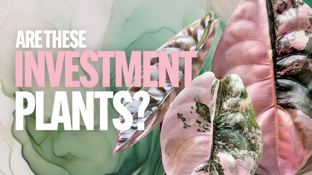 These Rare Plants STILL EXPENSIVE in 2025!
