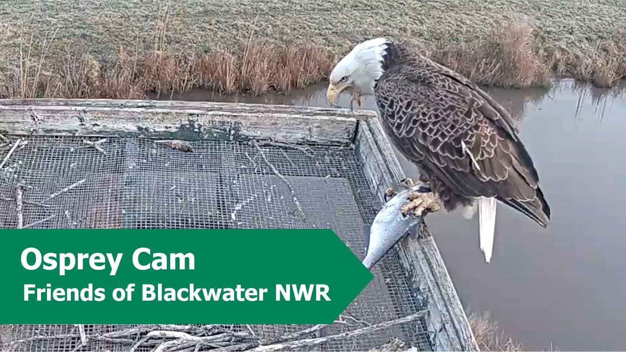 Bald Eagle Expels Pellet on Blackwater Osprey Cam | 2.27.23