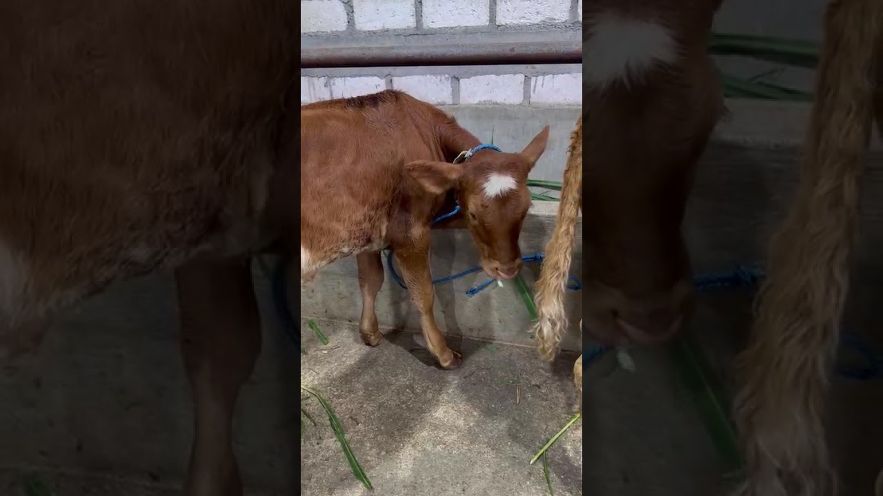 8.500‼️BETINA SUPER WA: 0857 3239 9928