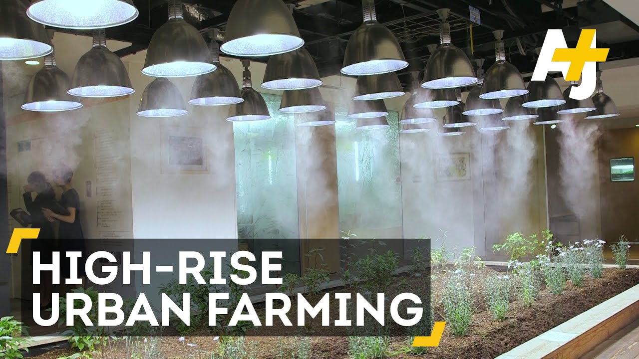 Office Farming In Japan May Transform Agriculture