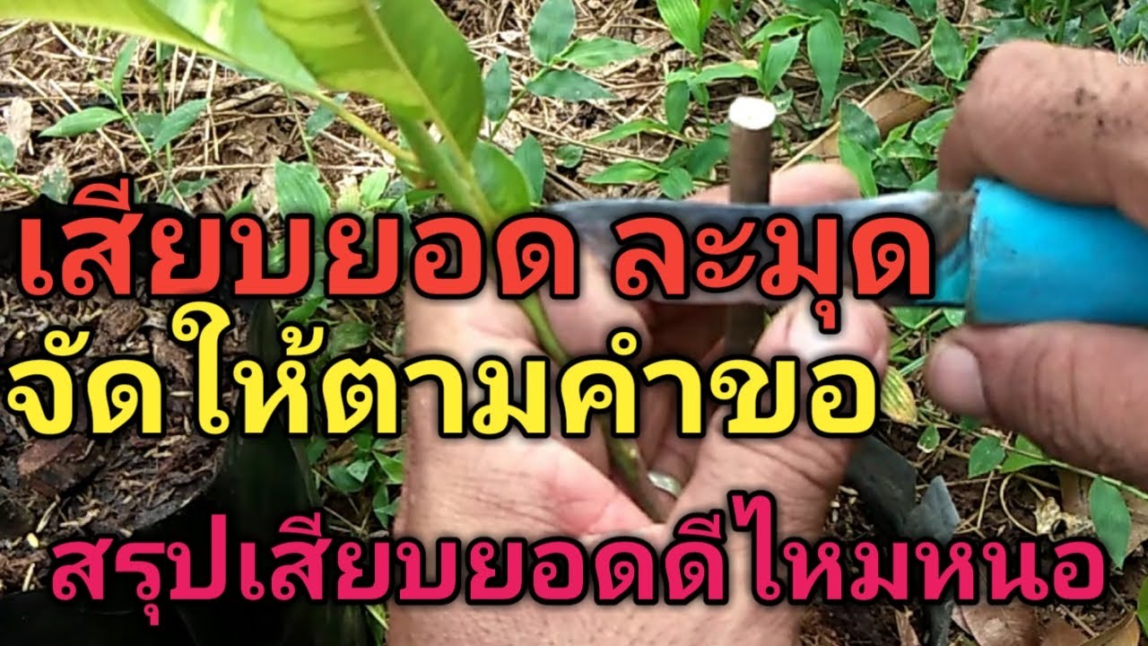 เสียบยอดละมุด..ตามคำขอ..เสียบแบบเก่ากับแบบใหม่อันไหนง่ายกว่ากัน