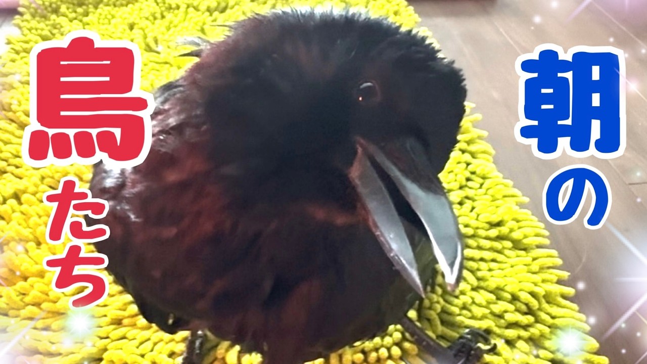 ストーブでとろけるカラスのラビ♪盗み食い土鳩のテオ君♪ホオジロたちほか 2026/2/26撮影  KUPPI the Crow ※概要欄見てね #カラスのクッピ
