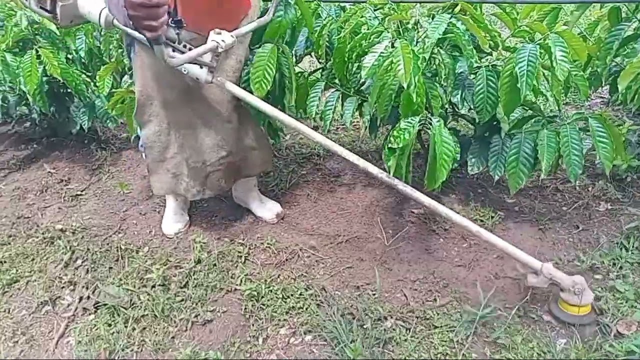Jonas roçando o café 