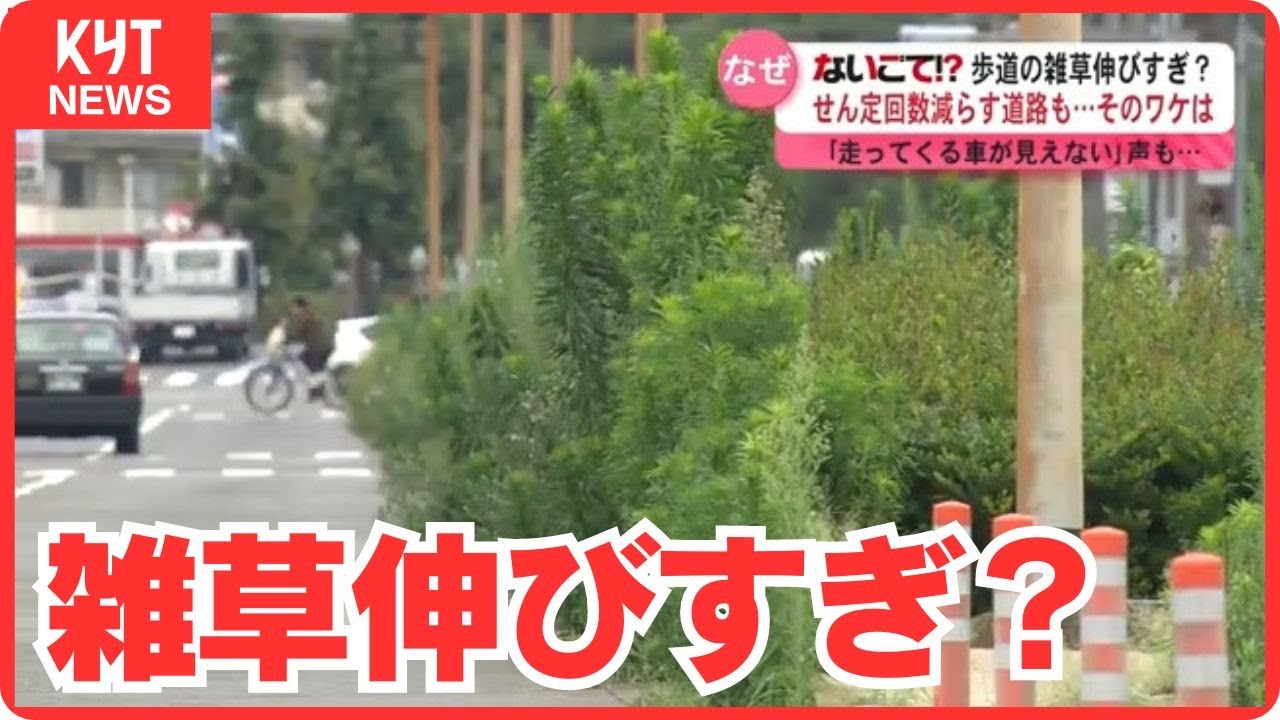 ないごて!?歩道の雑草伸びすぎ？「走ってくる車が見えない」　除草作業進まぬ意外なワケとは？