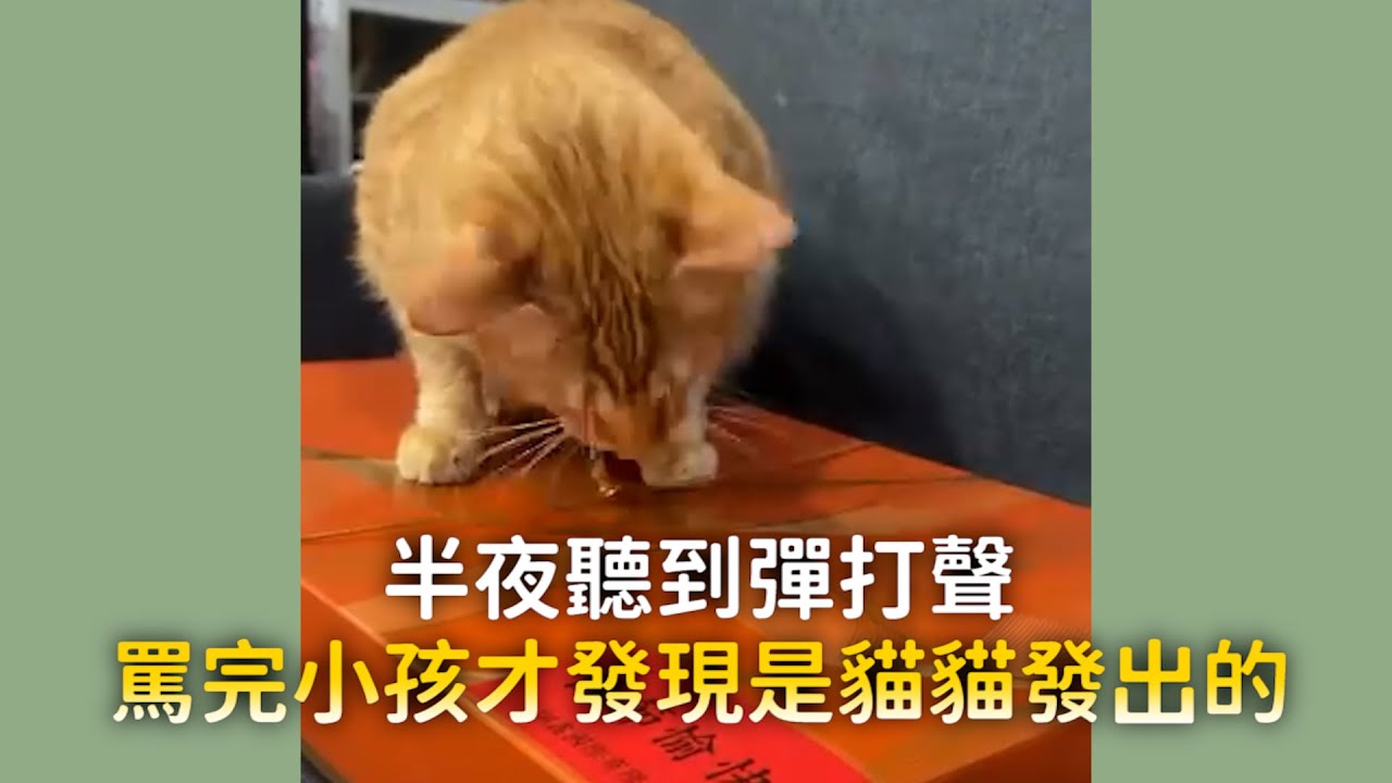 半夜聽到彈打聲 罵完小孩才發現是貓貓發出的
