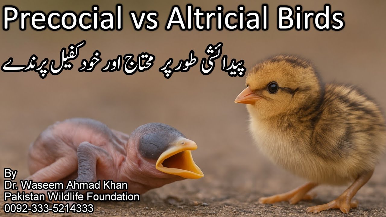 Difference Between Precocial And Altricial Birds | Pedaishi Tor Par Khud Kafeel Or Mohtaj Parinday