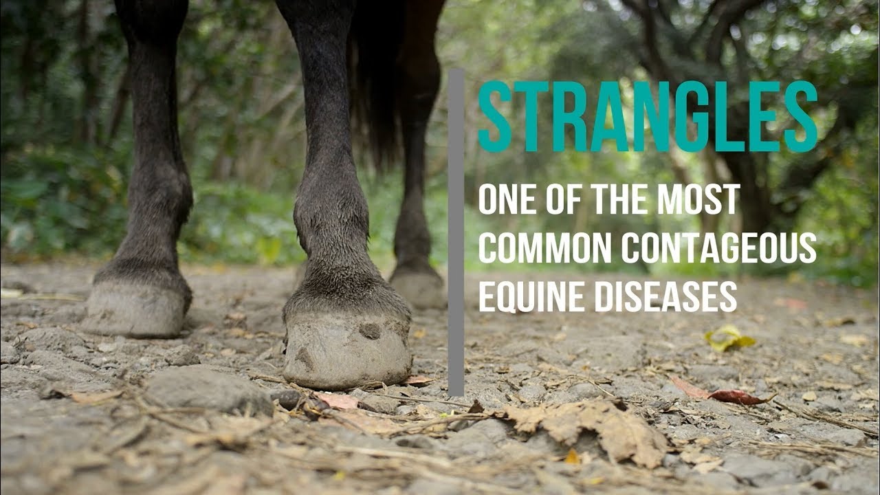 5 Signs of Strangles