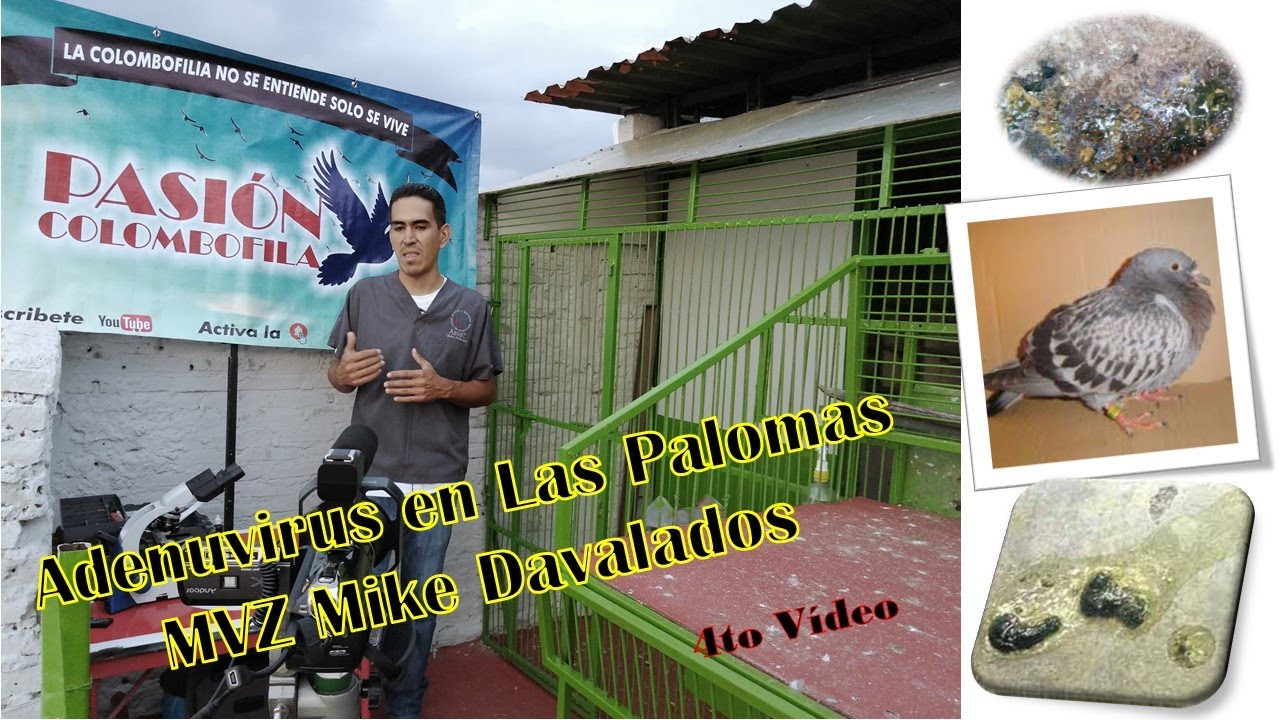 Adenovirus in Pigeons by Dr. Mike Davalos