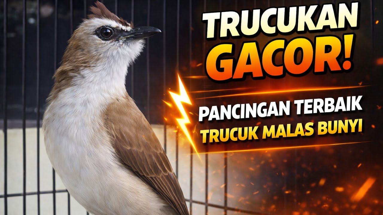 Ttrucukan Gacor, Buat Pacingan Trucukan Malas Bunyi, Macet, Ombyokan dan Paling Susah Bunyi