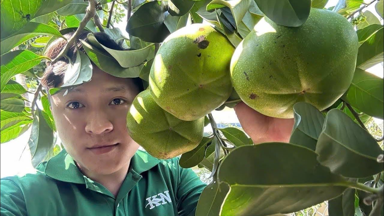 Chế biến món ngon dinh dưỡng và đơn giản từ trái hồng Socola