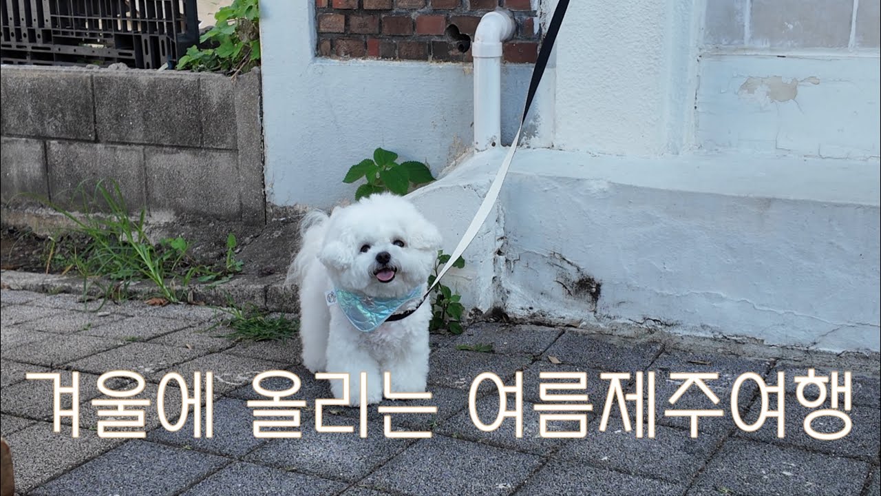 겨울에 올리는 여름제주여행🌴