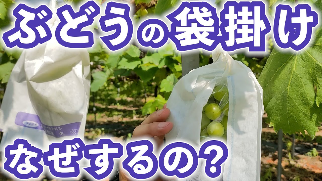 【ぶどう農家解説】ぶどうの天敵は虫や鳥、アライグマ！！　ーぶどうの袋掛けについてー　【家庭菜園者必見】