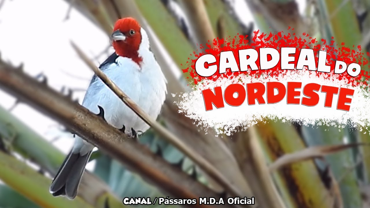 Fêmea de Galo-de-Campina Chamando e Cantando| Na sombra de uma Carnaúba 14/01 !!!