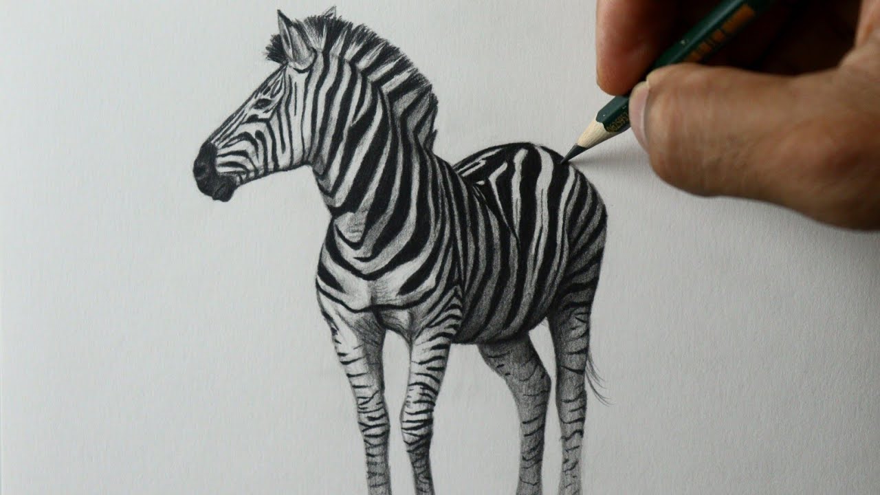 Como desenhar uma Zebra realista - PASSO A PASSO - narrado