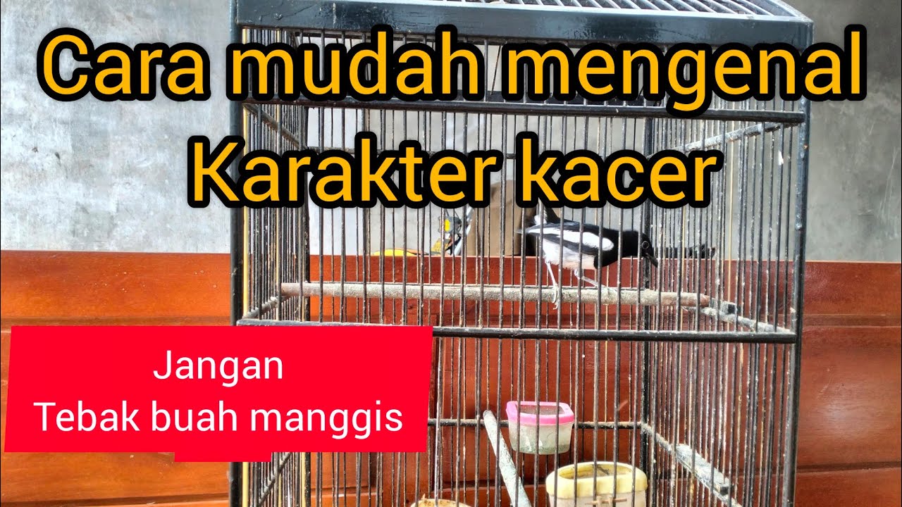 CARA MENGENAL KARAKTER KACER