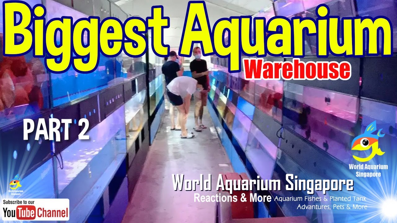 Biggest Aquarium Shop Warehouse - Rainbow Aquarium Part2
