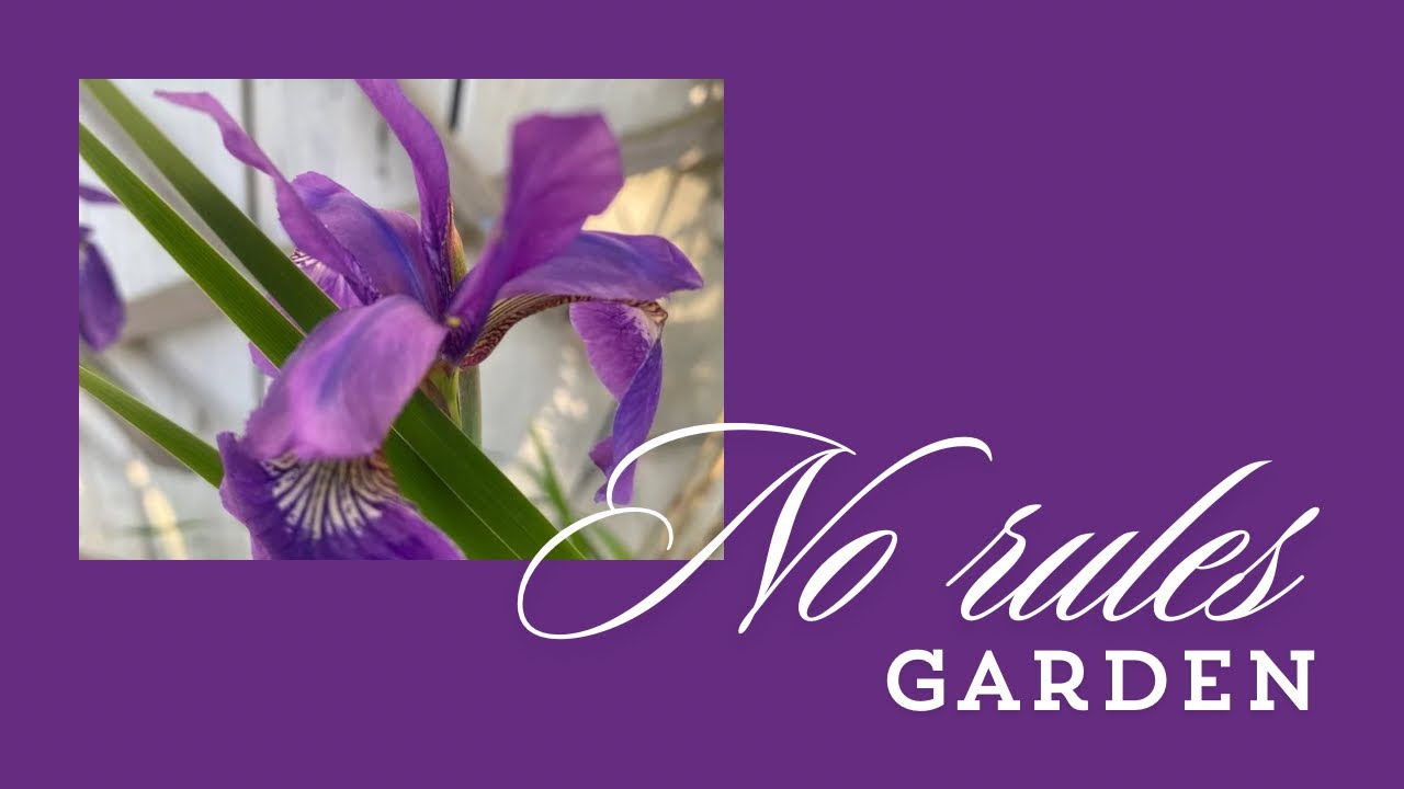 How to garden with limited space/ no rules/ Skinny garden beds 