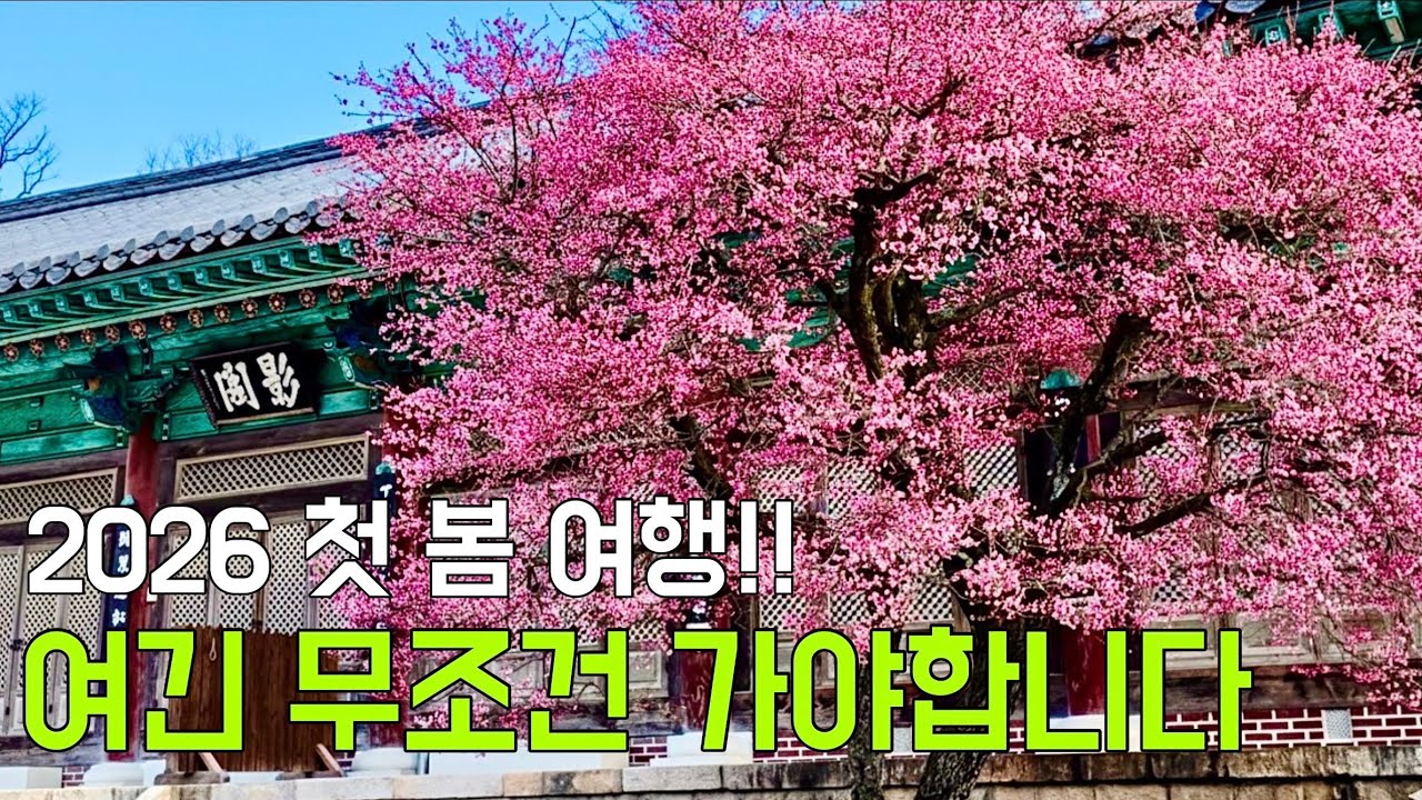 🌸 완벽한 1박 2일 양산여행코스!! 양산으로 당장 떠나세요 (통도사 매화 자장매, 순매원 전망대, 임경대, 백운암 ) 
