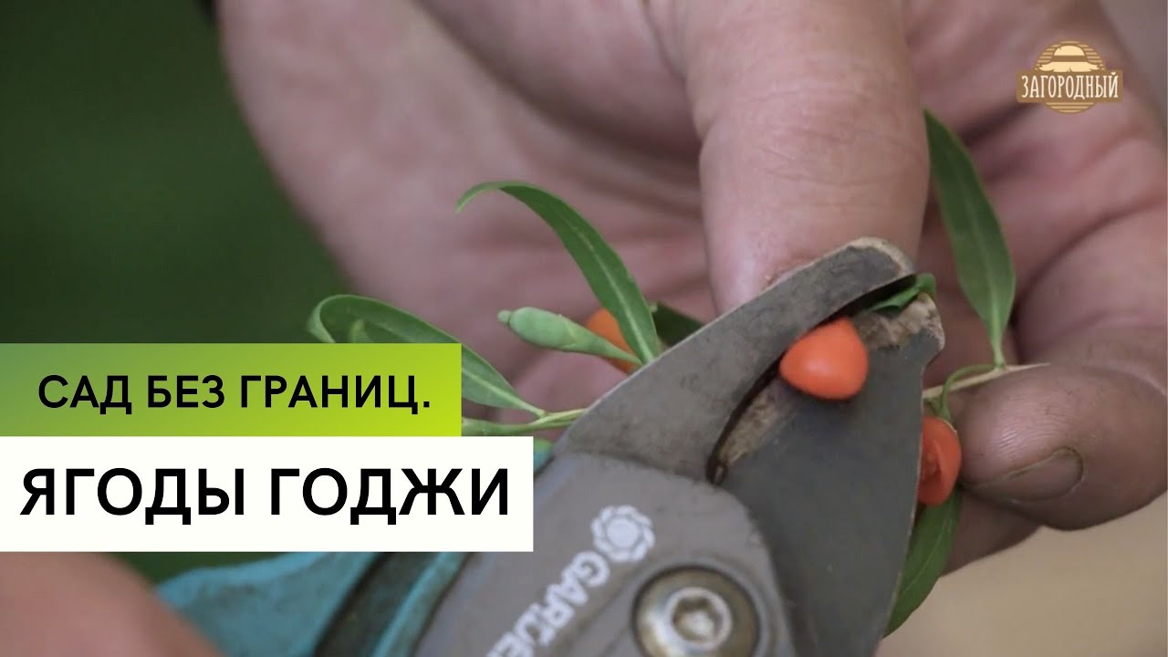 Ягоды Годжи \ Секреты выращивания \ Сад без границ