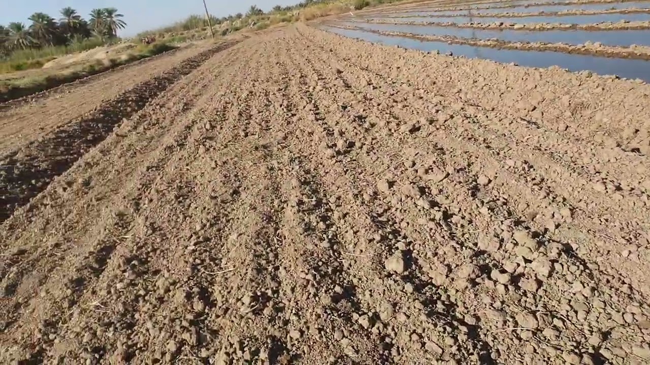 زراعة الشلغم الأفلي بالعراق
