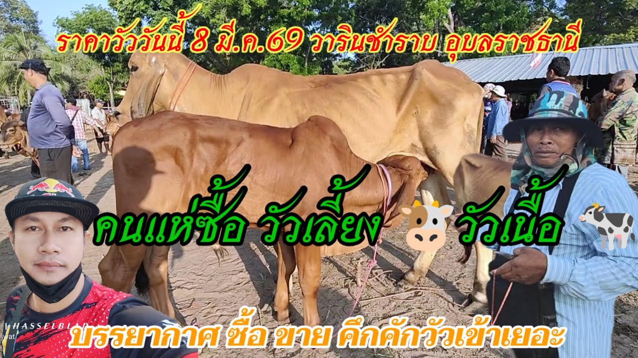 คนแห่ซื้อ วัวเลี้ยง วัวเนื้อ  บรรยากาศซื้อ ขายคึกคัก มาก วารินชำราบ อุบลราชธานี 8 มี.ค.69