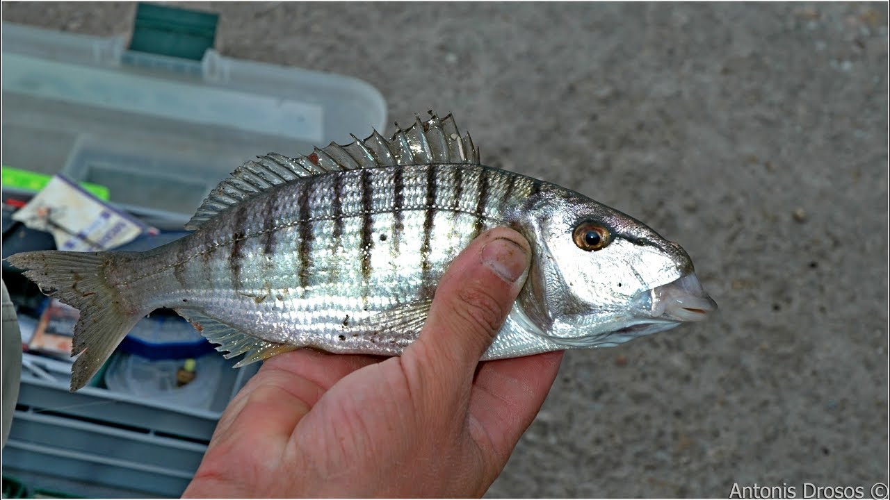 Match Fishing:Μουρμούρες με Εγγλέζικο - Striped Sea Bream Fishing