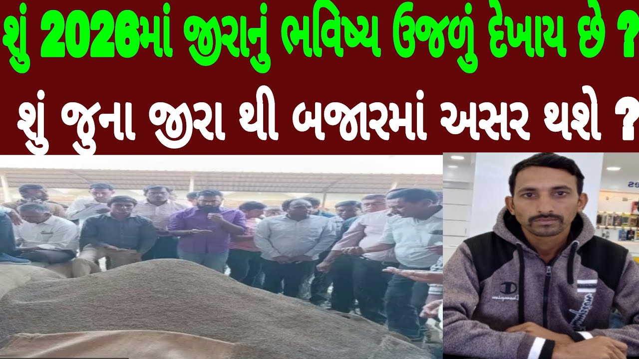 જુના જીરાની આ વર્ષે કેટલી અસર રહેશે, જીરા ક્યારે વેચવા, યુદ્ધ જેવી કન્ડિશન છે, જીરા બજાર નું શું થશે