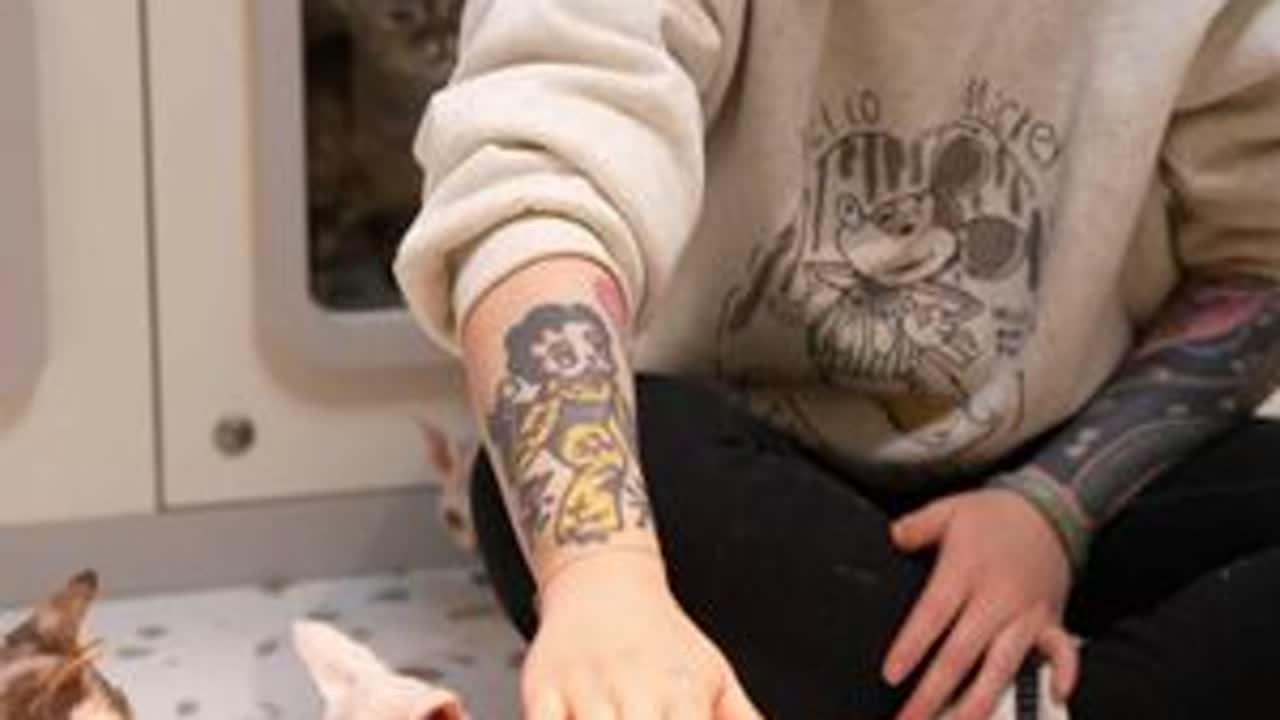 Xxin德文猫舍|新家 接生记录 猫舍应是一座静止的灯塔在这里见证这一场场相遇的故事 #德文猫舍 #德文卷毛猫 #德文卷毛猫繁育人 #猫舍日常 #我爱我的小猫