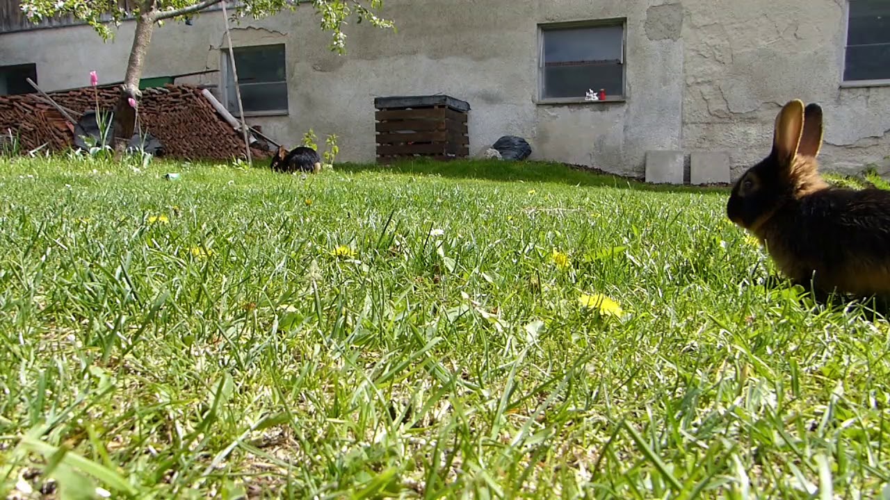 Lohkaninchen / Kaninchen