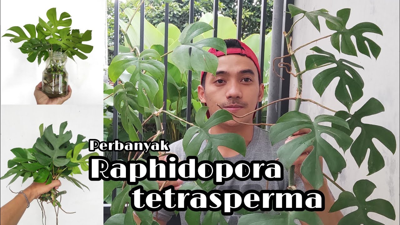 Perbanyak tanaman Raphidopora tetrasperma (monstera mini) - Ep 24 #monstera  #tetrasperma #plants