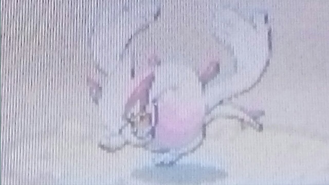 WSHC - LIVE Shiny Lugia after only 124 RA's