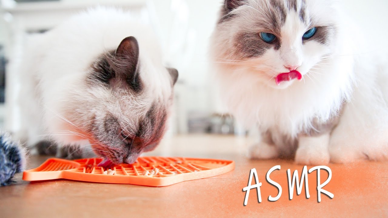 Cat ASMR | Ragdolls Pixie and Bluebell