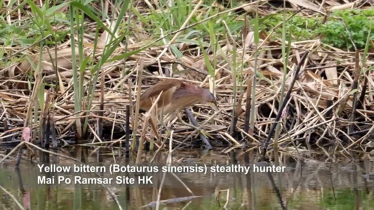 Yellow bittern (Botaurus sinensis) stealthy hunter - Mai Po Ramsar Site HK 