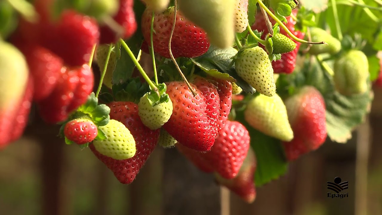 Morango semi-hidropônico