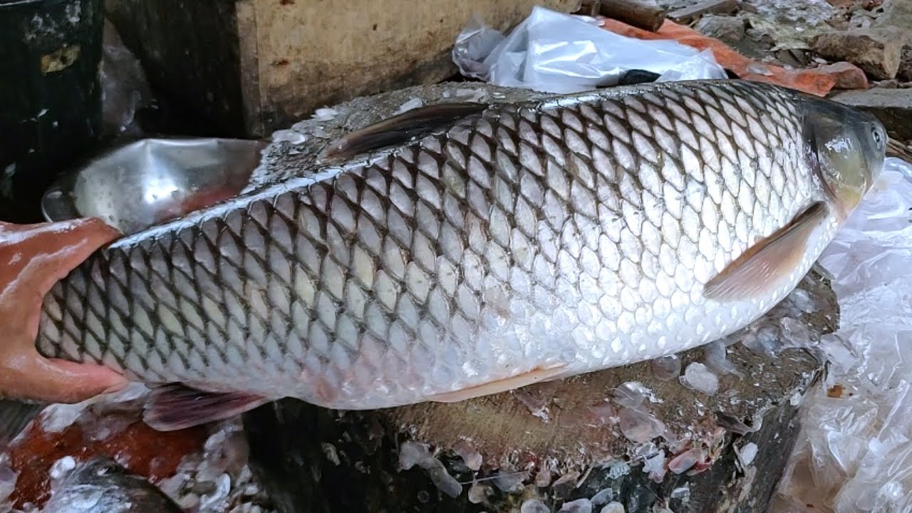 Amazing Mrigal Fish Cutting Skills Live in Fish Market || Big Fish Cutting