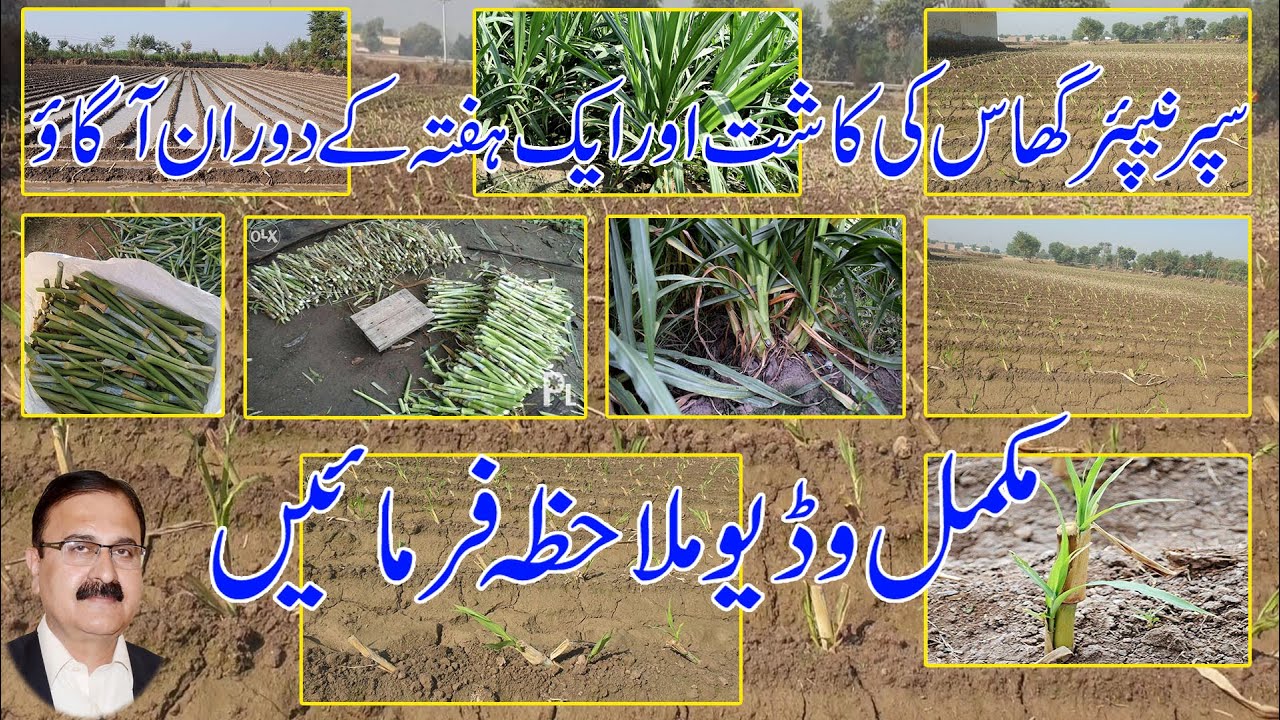 Cultivation of super napier grass and germination in a week   Complete video