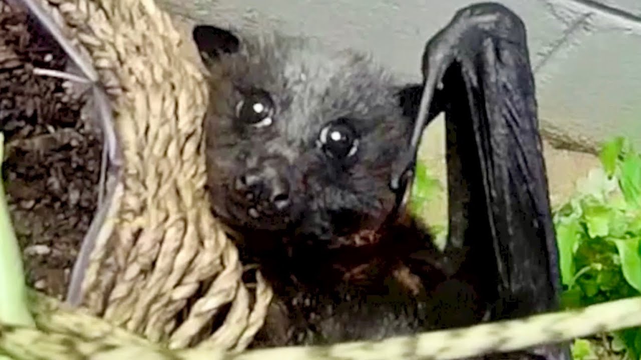 Rescuing a flying-fox in a courtyard:  this is Lord