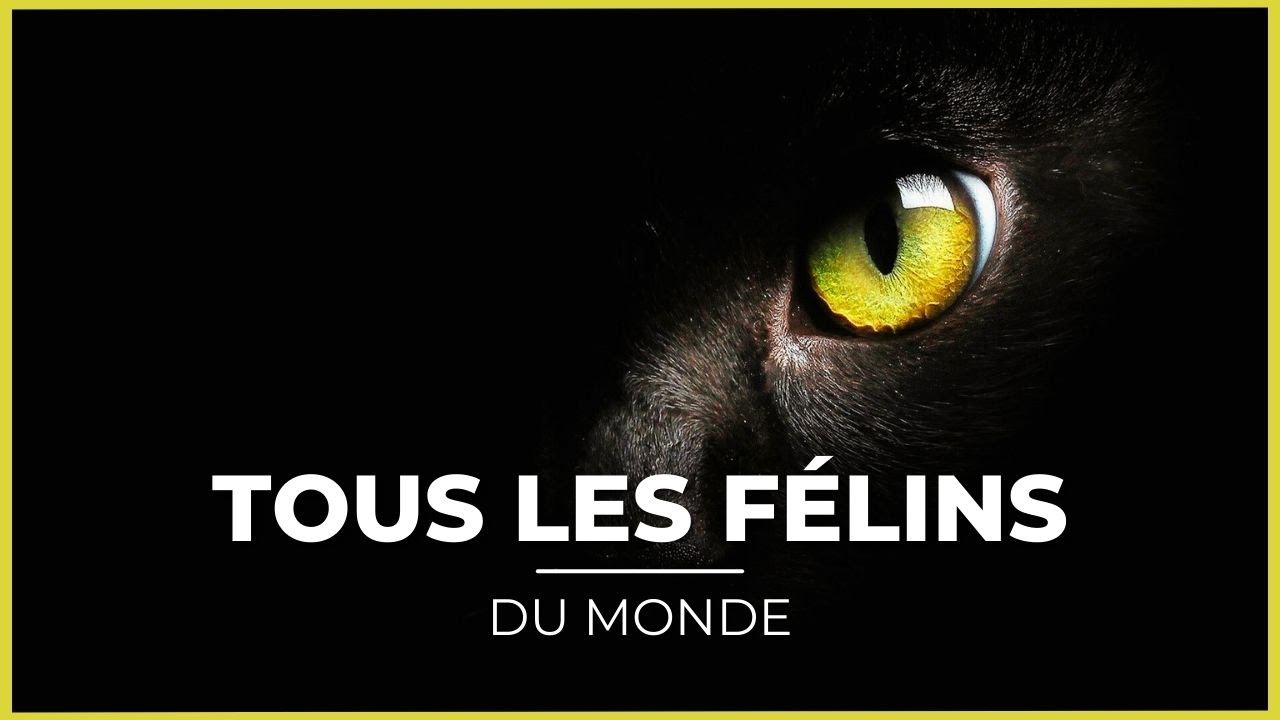 TOUTES les ESPECES de FÉLINS! 🦁😍  (+ 40 espèces!)