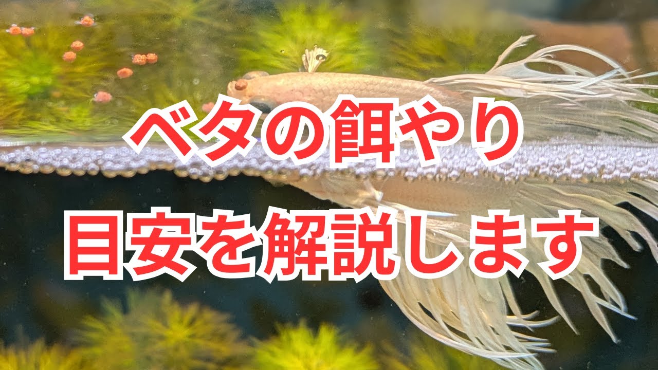 ベタの餌やりについて目安を解説します！