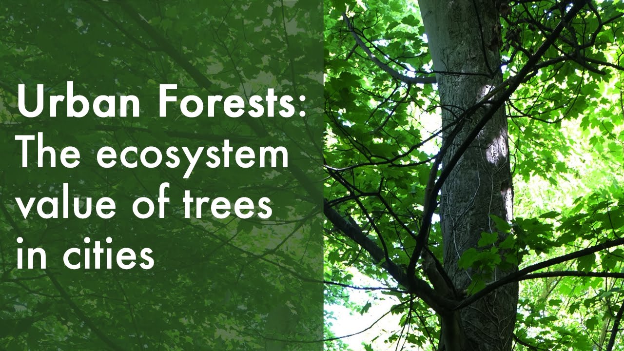 Urban forests and their ecosystem services | Dr David Nowak (2015)
