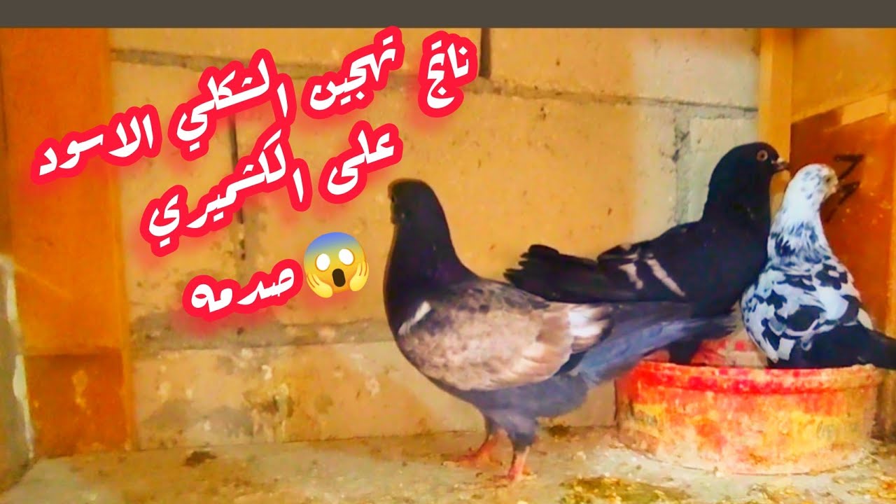 أنتاج تهجين الشكلي الاسود على الكشميري.تهجين الحمام الشامي