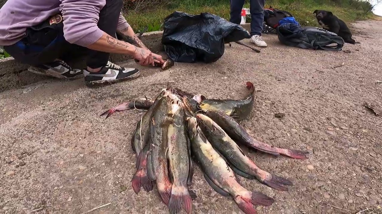 Pesca de bagre laguneros.