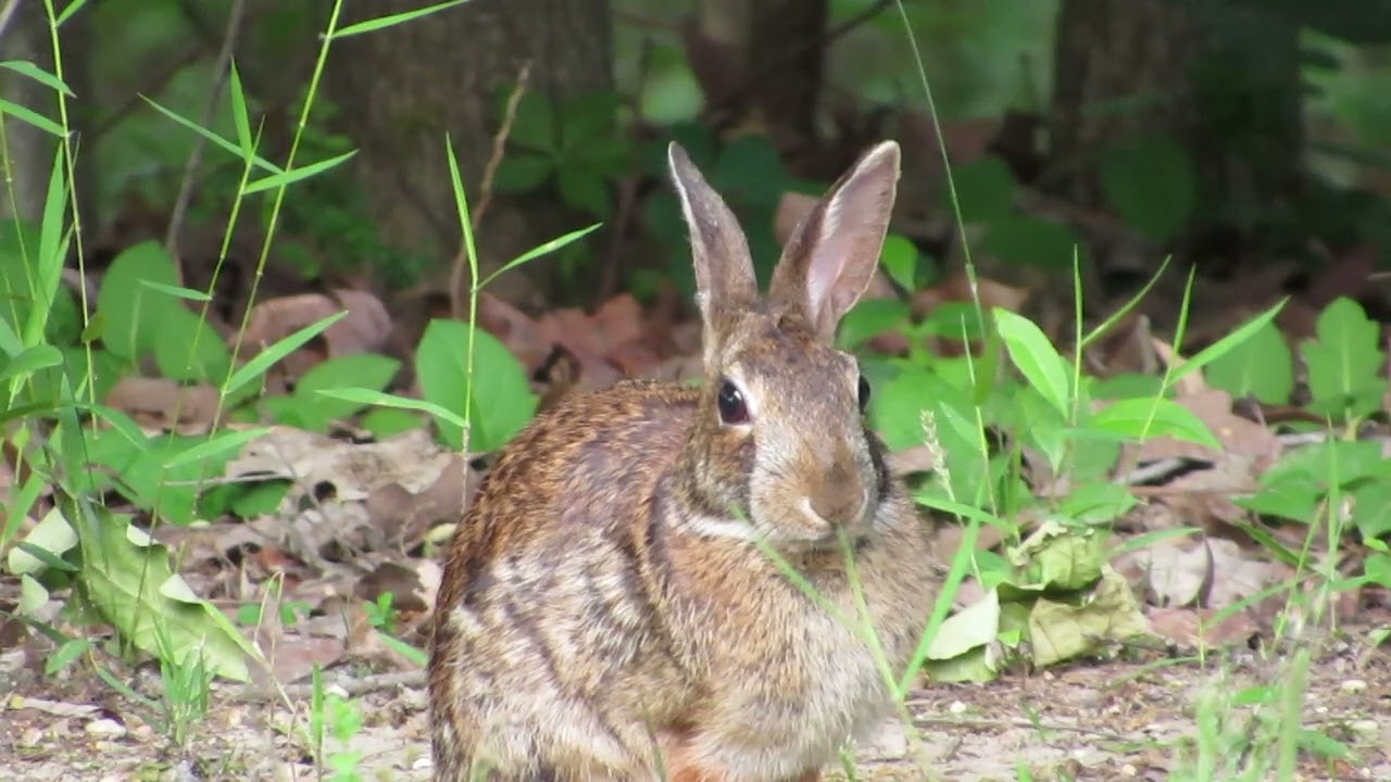 MY 3 LEGGED RABBIT|FRONT YARD|JOIN ME|CUP OF COFFE AND NATURE|RELAXING FUN
