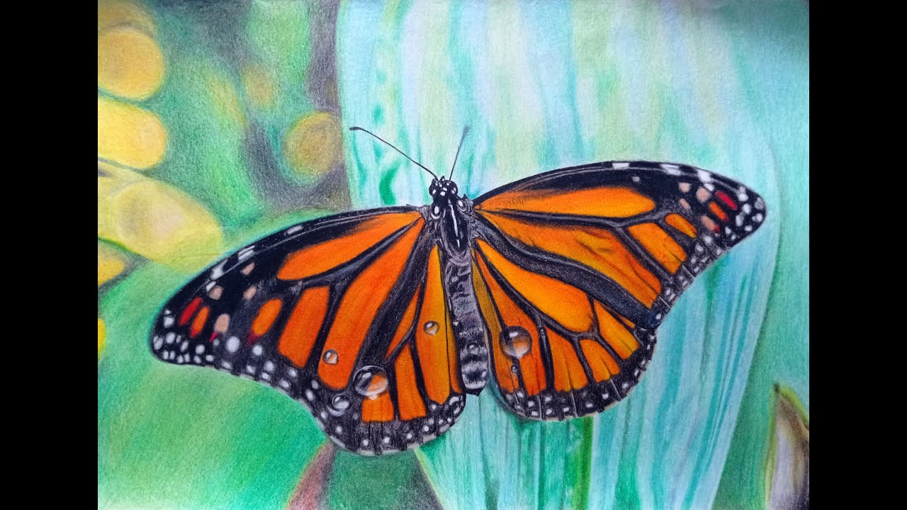 Pintando una mariposa monarca con lápices de colores | Alexart 1.7