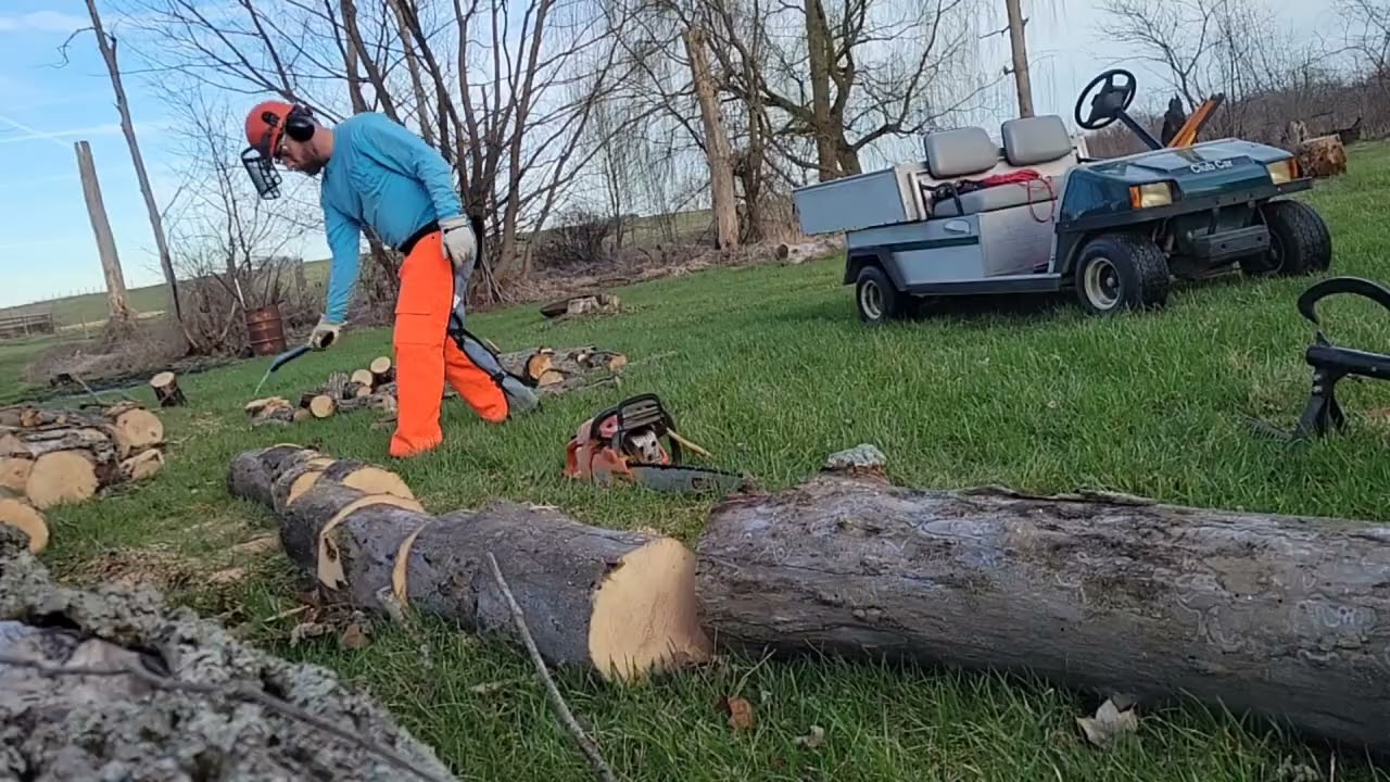 Windfall Firewood! Bucking ash trees after a wind storm.