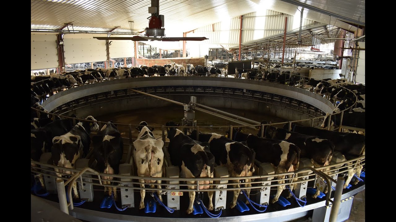 Rotativa DeLaval en Sant Jaume del Palau