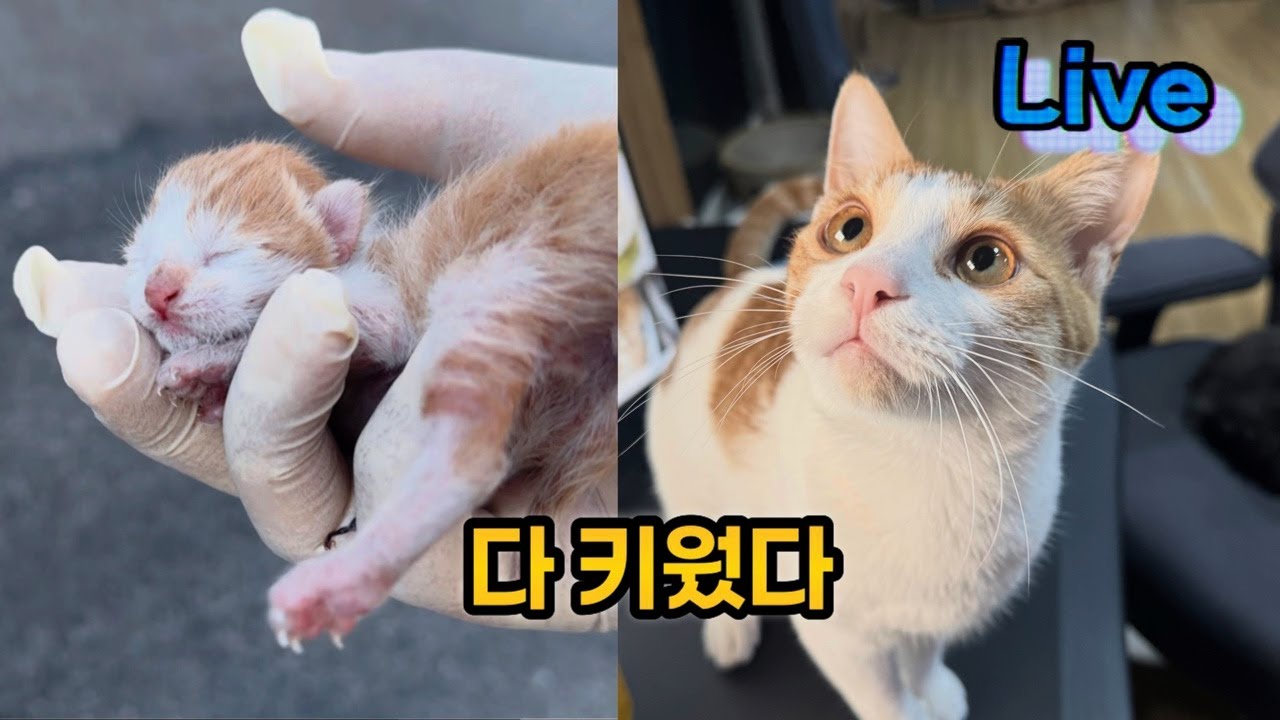 성묘가된 짹짹이